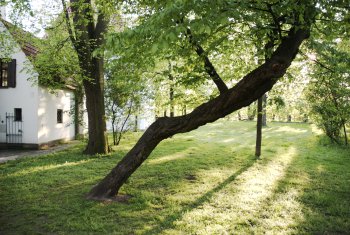 Schräg wachsender Baum, der vor der Strörung einer Curry-Linie "flieht"