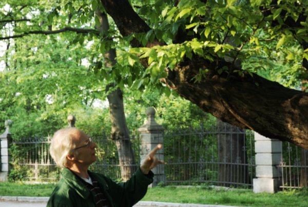 Vernderungen der Rinde sind ein weiteres Kennzeichen, wenn der Baum sich an einen belasteten Standplatz anpassen muss.