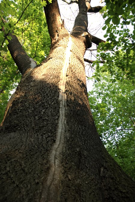 Der abgebildete Baum zeigt eine deutliche Blitzrinne.